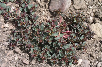 Prostrate euphorb from Argentina
