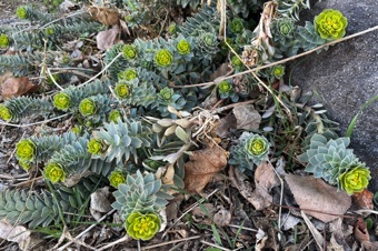 Myrtle spurge&mdash;often cultivated, but can be weedy and also cause allergic reactions, blisters, etc.
