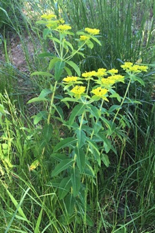 Euphorbia from California