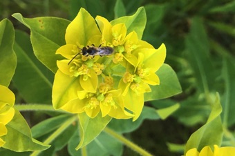 Euphorbia from California