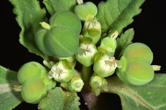 Euphorbia dentata - close up of cyathia