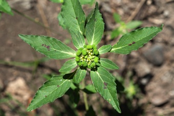 Euphorbia dentata - yard weed
