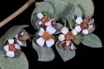 Euphorbia albomarginata