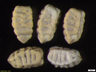Euphorbia glyptosperma seeds with transverse ridges