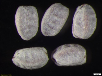 Euphorbia maculata seeds