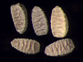 Euphorbia prostrata seeds with several narrow peaked transverse ridges