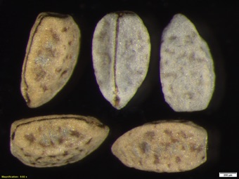 Euphorbia serpyllifolia seeds with irregular pitting of surface