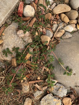 Euphorbia maculata, yard weed, Salem UT