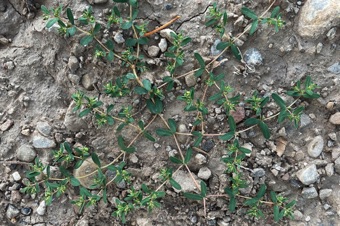 Euphorbia glyptosperma, yard weed, salem UT