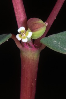 Euphorbia serpyllifolia