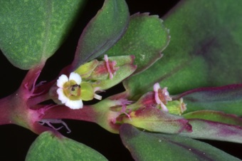 Euphorbia serpyllifolia with stipules evident