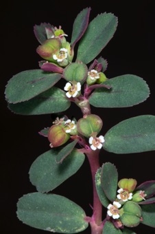 Euphorbia serpyllifolia; cyathia glands have white, petaloid appendages, many keys say appendages are narrower than the gland they are attached to, but that isn't my experience.
