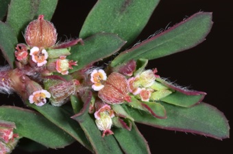 Euphorbia maculata, yard weed, Salem UT