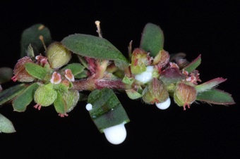 Euphorbia maculata with latex at damaged points on plant