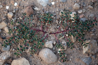 Euphorbia serpyllifolia, yard weed in Salem, UT