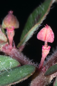 Euphorbia maculata; ovaries (female flowers) become erect as they fully mature prior to dehiscence