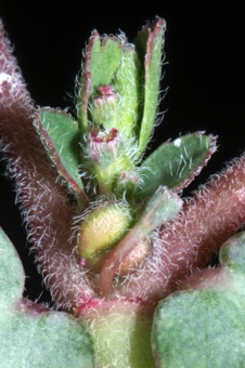 Euphorbia prostrata, Salem Ut Lawn weed; gland appendages indistinct (if present-not evident to me)