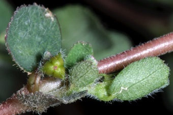 Euphorbia prostrata, Salem Ut Lawn weed; compare difference in hairs on ovary with Euphorbia maculata
