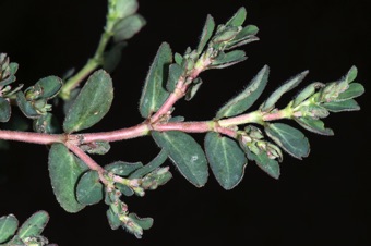 Euphorbia prostrata, Salem Ut Lawn weed