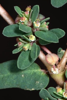 Euphorbia glyptosperma
