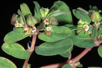 Euphorbia glyptosperma; many keys say appendages are broader than the gland they are attached to, but that isn't my experience.