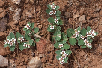 Euphorbia albomarginata, near St. George, UT