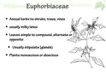 Euph02.png