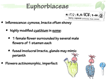 Euph03.png