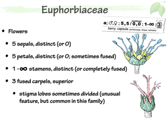 Euph04.png