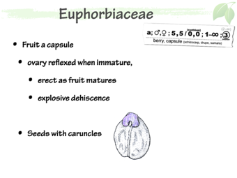 Euph05.png