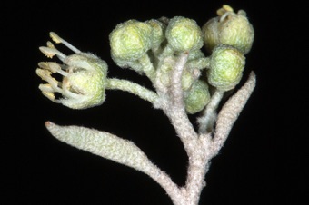 Croton - a desert shrub from near St. George Ut; this species is dioecious, with this photo from a plant bearing male flowers. The plant  is densely covered in stellate hairs
