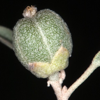 Croton - maturing ovary