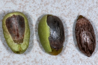 croton seeds; the inner pericarp is elastic and when it dries, it will twist rapidly causing the seeds to be flung far from the parent plant. The carnuncle is visible on the upper tip of seed on right.