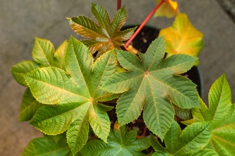 Castor Bean leaves