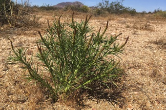 Stillingia paucidentata, photographed off Hwy 395 in southern California "pretty much in the middle of nowhere"