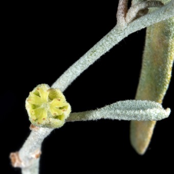 Croton - young female flower