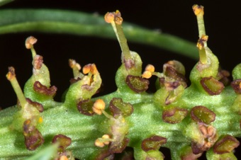 Stillingia paucidentata; glands similar to those observed on Euphorbia cyathia appear on the side of male flowers