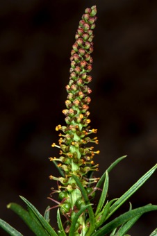 Stillingia paucidentata; this species in monoecious with a few female flowers at base of inflorescence near leaves, and many male flowers above