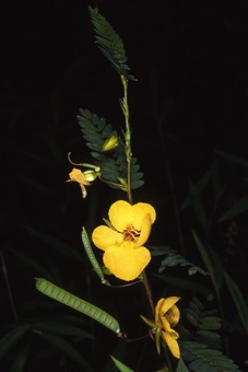 Cassia fasciculata, a species without a plane of symmetry