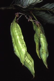 Daubentonia punicea, winged legumes