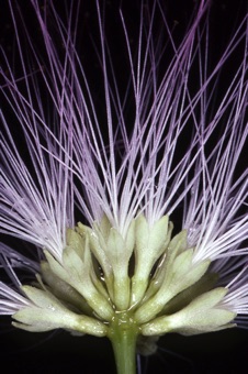 Albizia julibrissin, close up of flowers - actinomorphic symmetry, long showy stamens