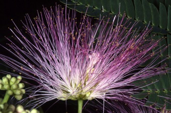 Albizia julibrissin (silk tree or mimosa) inflorescence