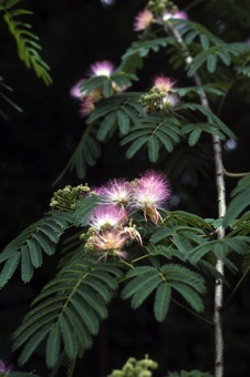 Albizia julibrissin (silk tree or mimosa)