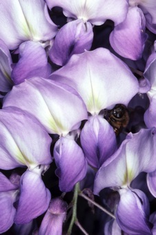 Wisteria flowers; these flowers twist 180 degrees so they are oriented with the banner 'up' (the meristem is hanging down toward the ground)