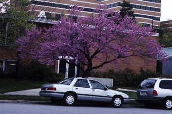 Cercis canadensis (redbud) trees bloom before the leaves appear