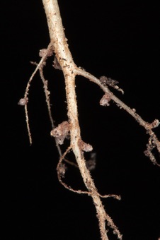 Root nodules containing nitrogen-fixing bacteria on Alfalfa roots