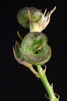 Alfalfa fruits - tiny, twisty legumes