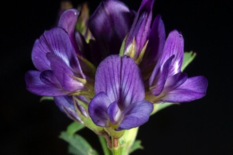 Alfalfa flowers