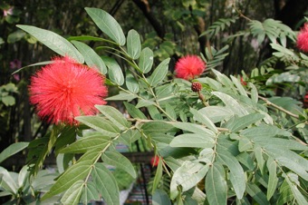 Mimosoideae form showy inflorescence heads of small, regular flowers with long showy stamens that together have a pom-pom appearance