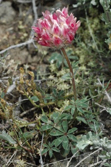 DSC_4355_legume_mod.jpg
